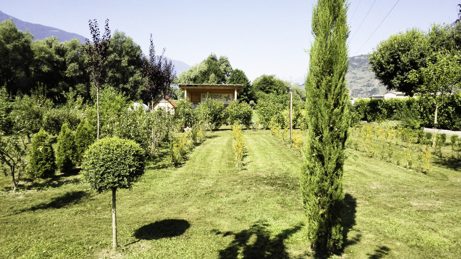 vivaio (11)